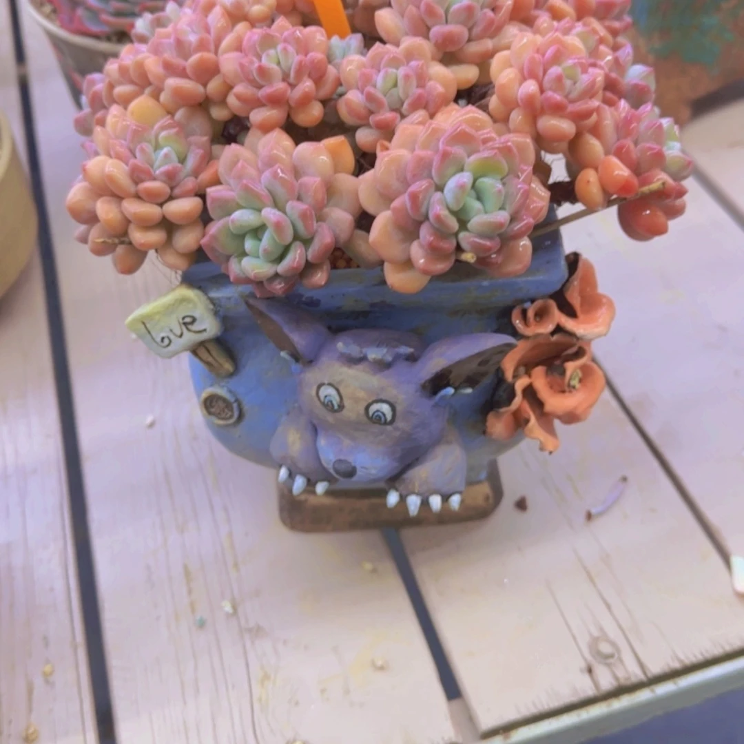 之*～680多肉植物一物一拍