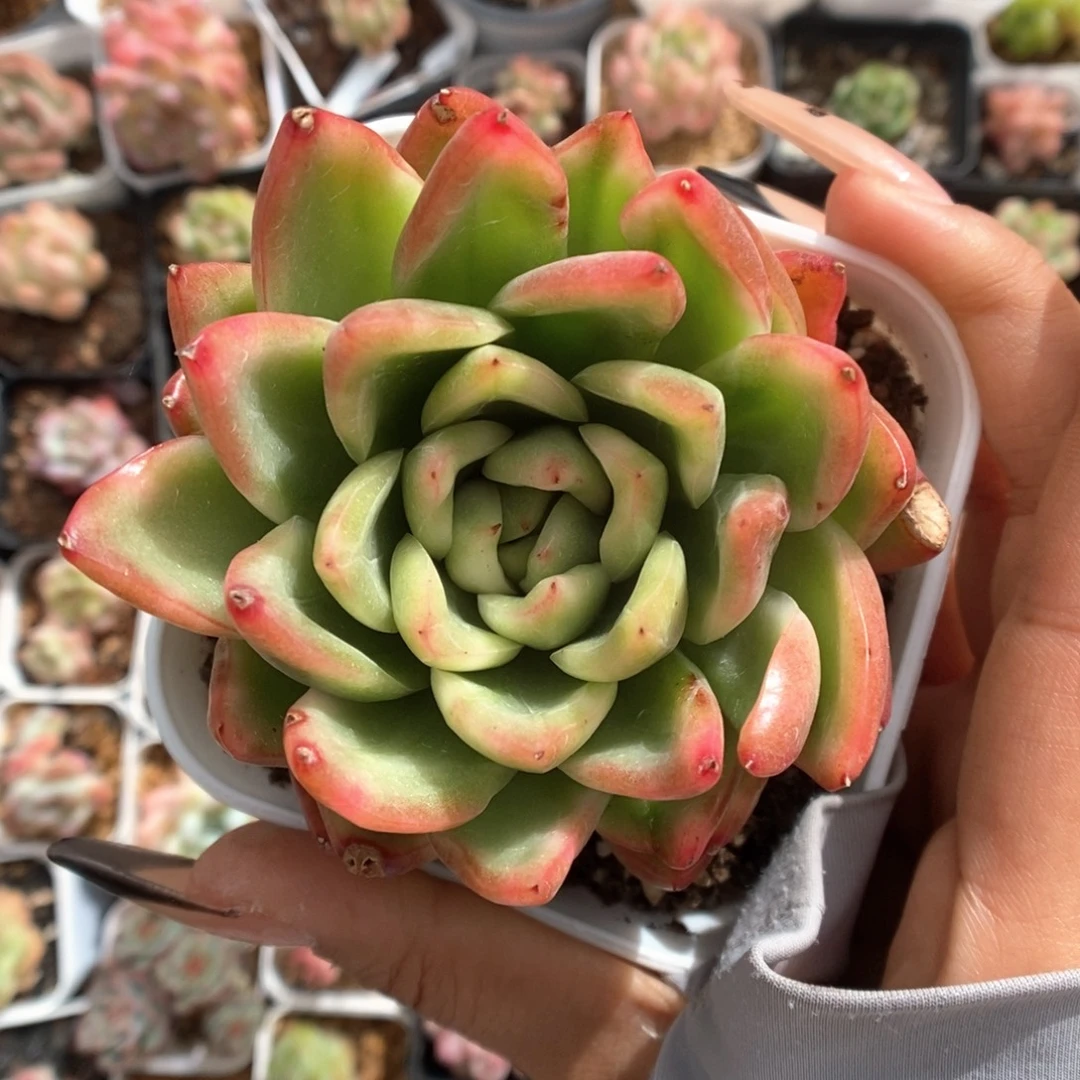 水晶珍妮锦817号。