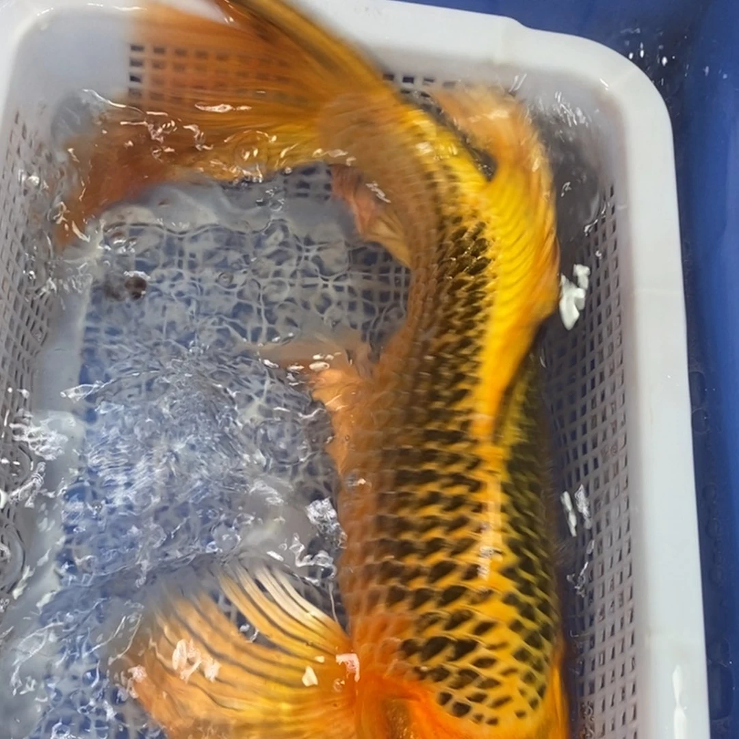 锦鲤冷水金龙包邮