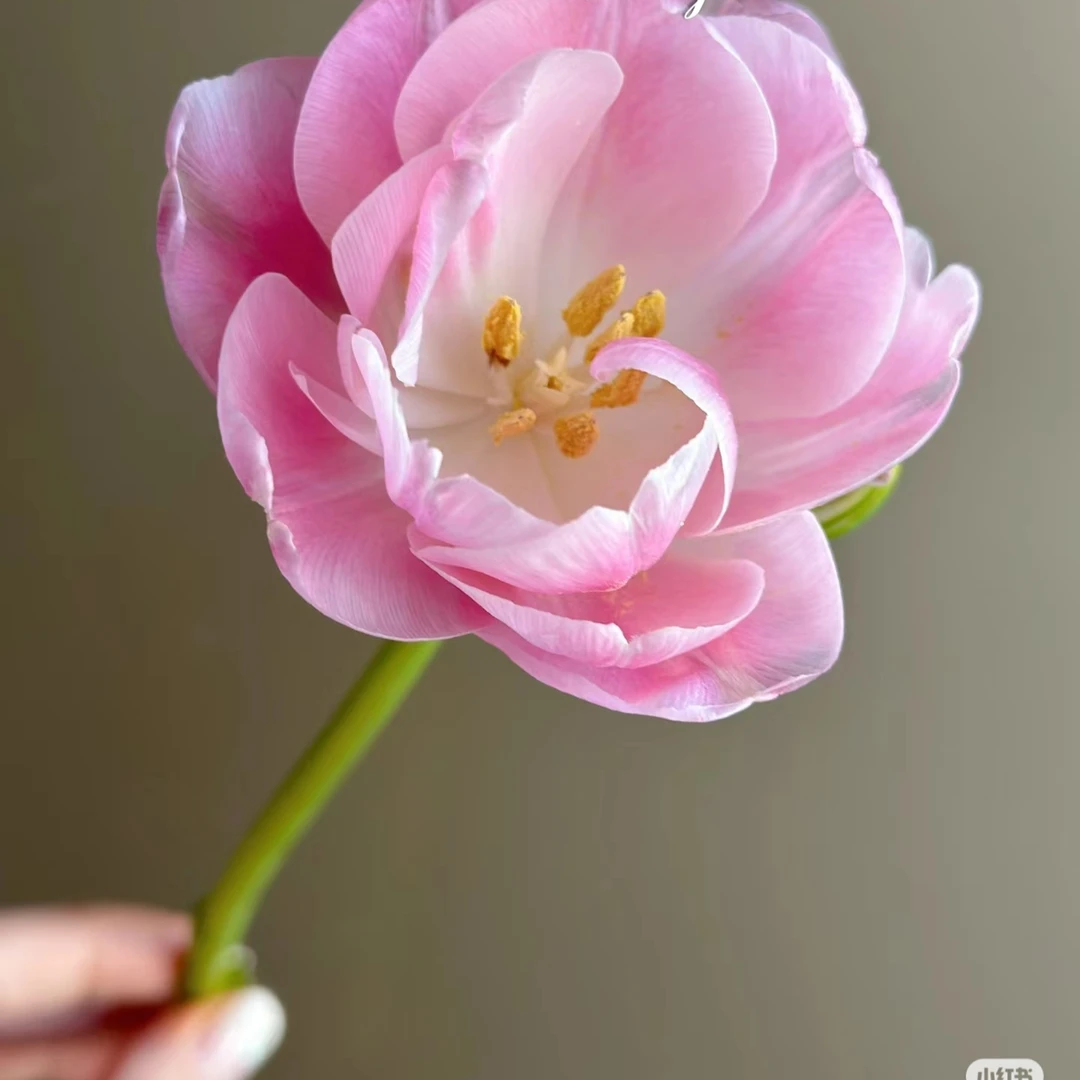 【粉重瓣郁金香】东北鲜花 辽宁朝阳凌源地产郁金香鲜切花 水养