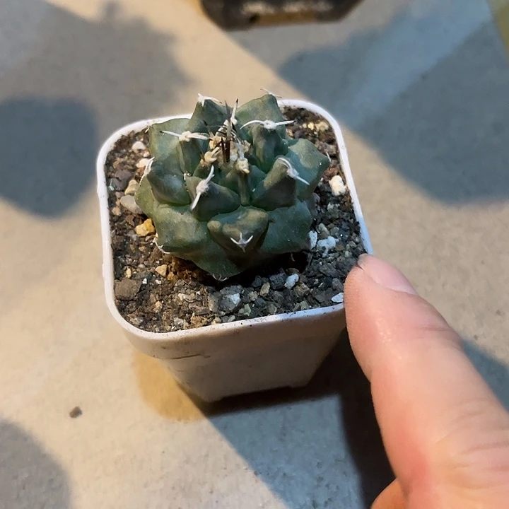 无花朵实生娇丽菊水混血儿