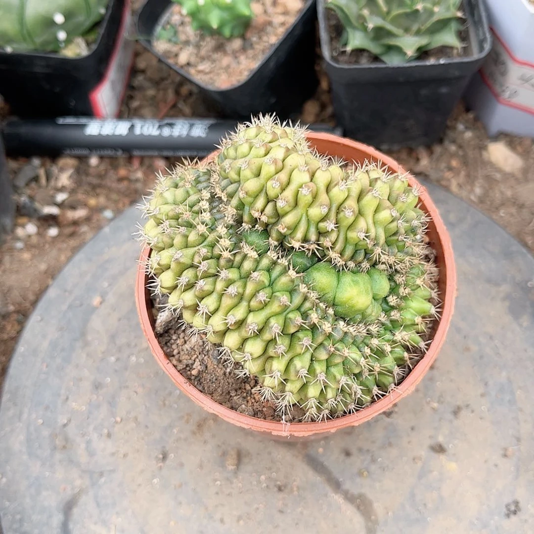 缀化一一一一一一一一一一一