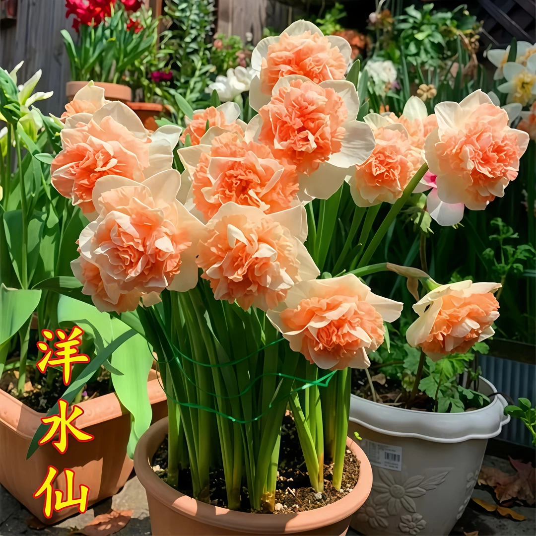 【精品水仙球】水培花四季开花盆栽耐寒植物室内易养活花卉绿植盆栽