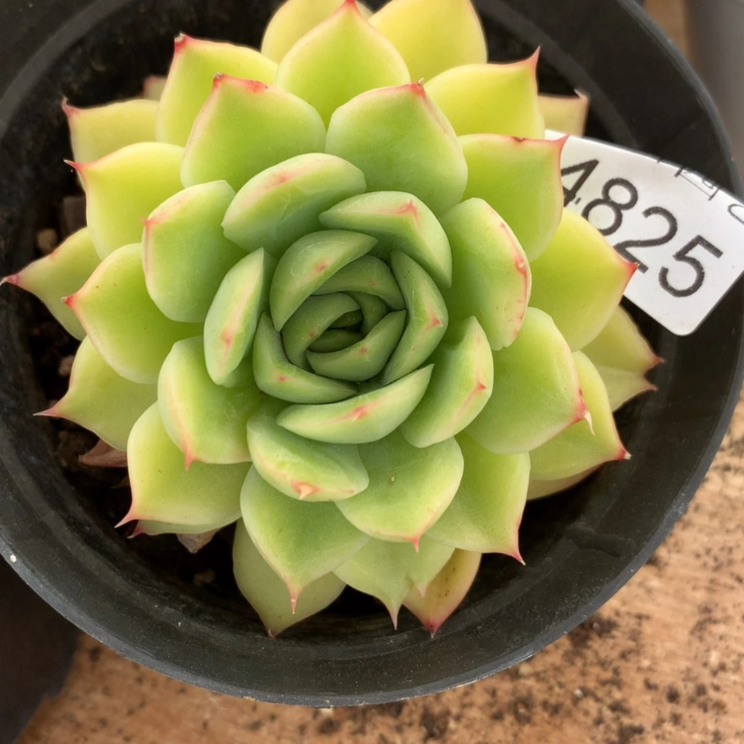 喜****ᵛ4825杂交精品基地8厘米