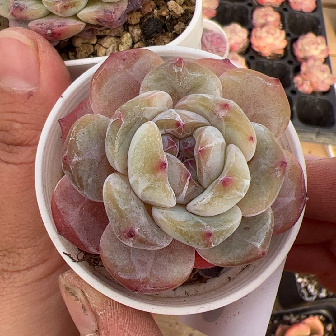 艳548 多肉植物组合盆栽