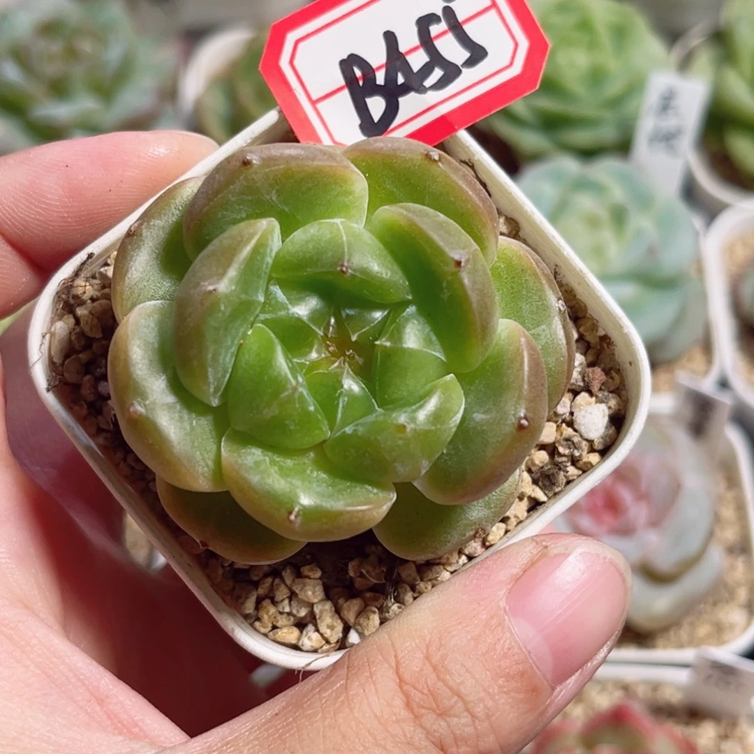 B455 一物一拍 无名