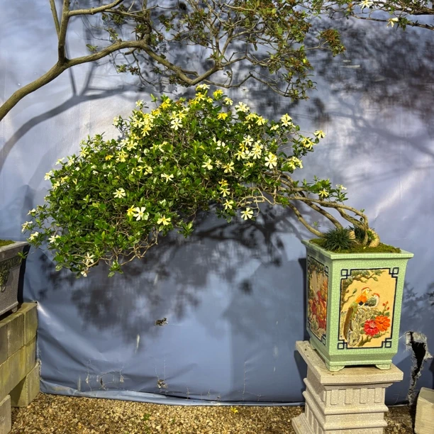 盆景造型海岛栀子花鸡老桩意境精品盆景桅子花飘枝