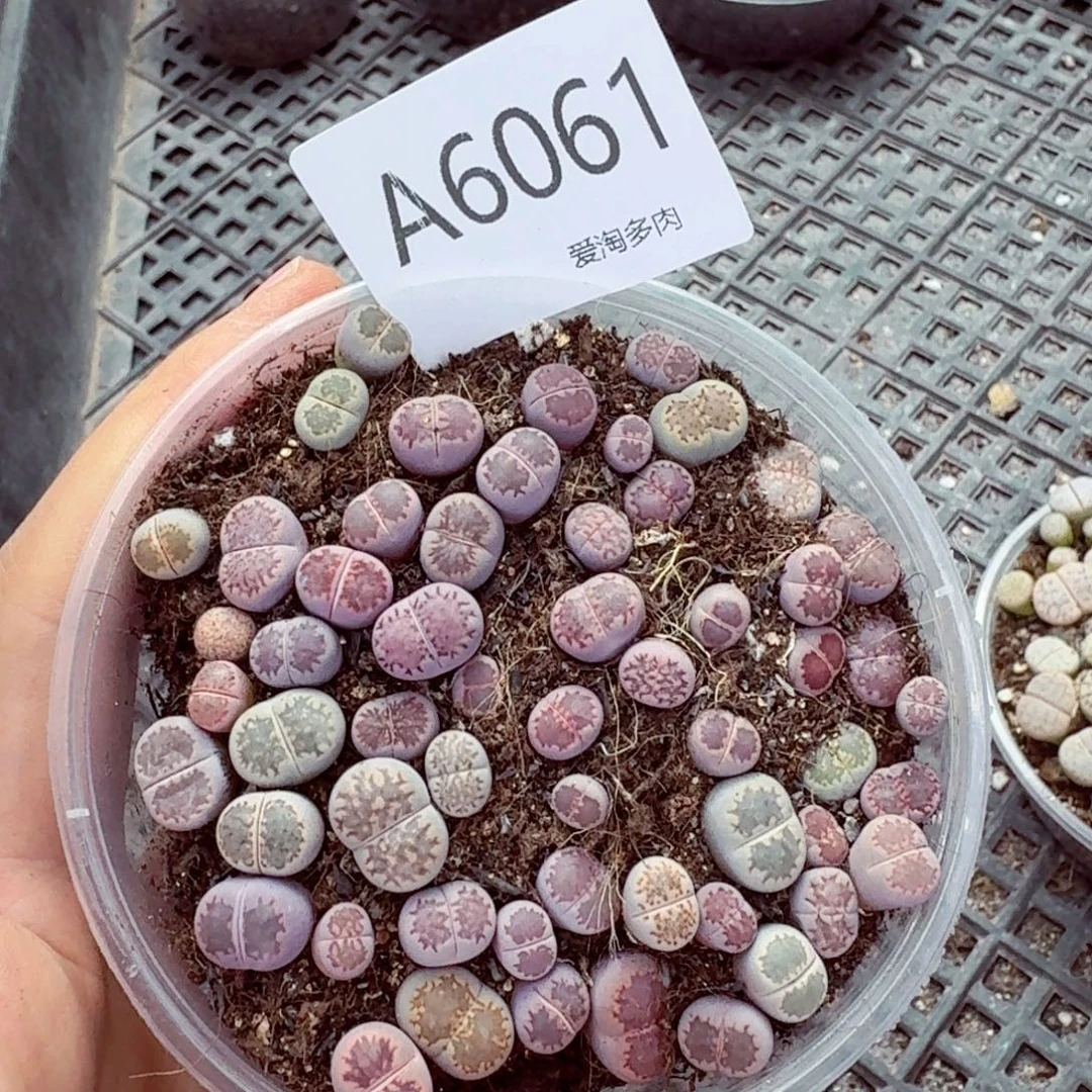 6061–生石花 生石花