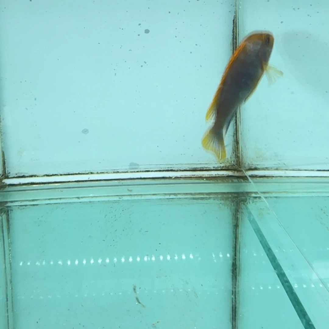 慈鲷鸿鸡1042。