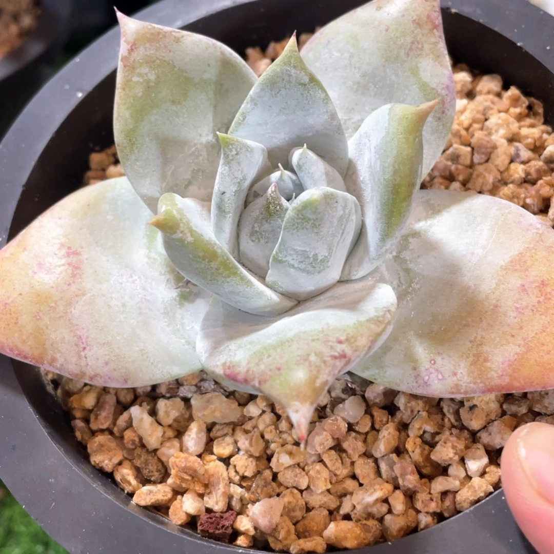 福利大粗桩福利款