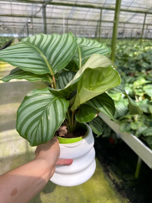 青苹果竹芋室内盆栽花卉好养易活净化空气四季常青