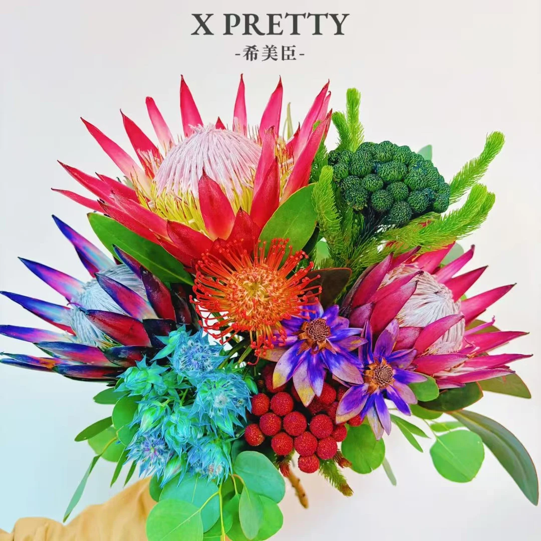 【金玉满堂】南非进口帝王花 鲜花 高档鲜切花 可做干花