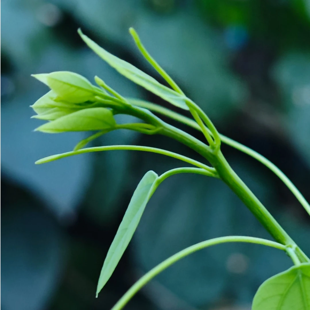 新鲜蔬菜龙须菜姑娘菜赤苍藤
