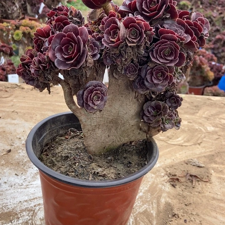 小***钰C053欧紫锥花老桩