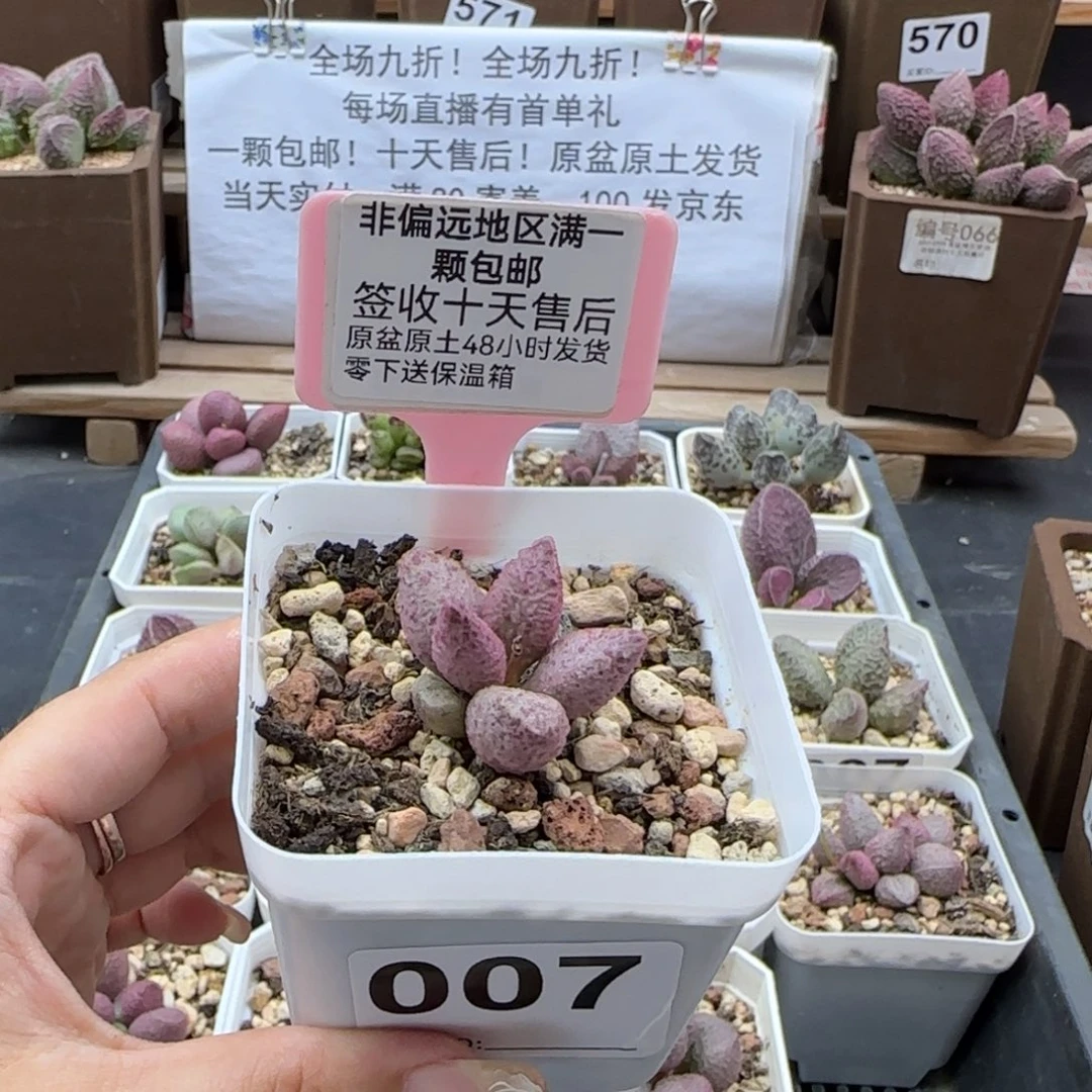 007融化纹猪肝多肉植物