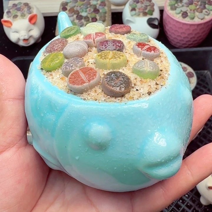 8007零下地区记得拍保温箱