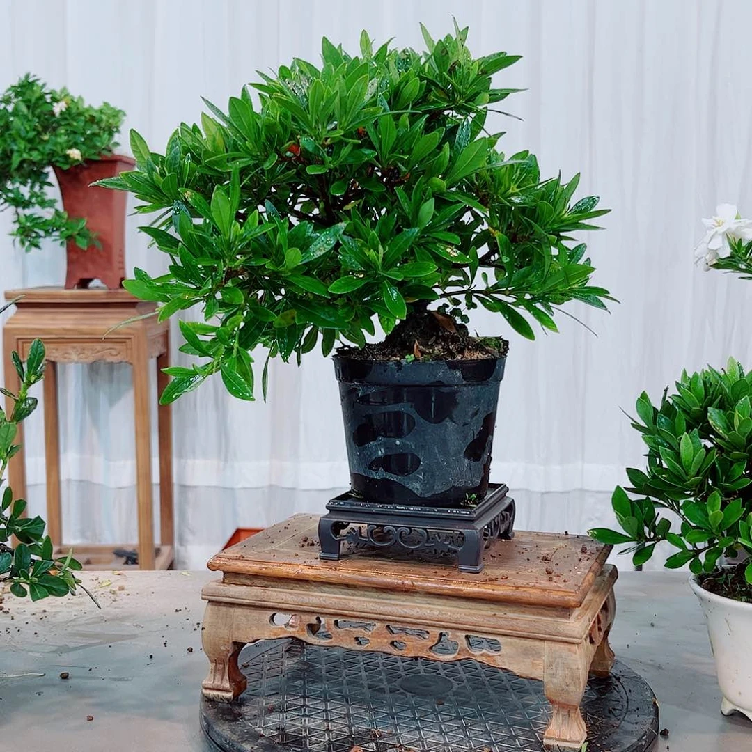 红陶偷**年风车栀子花