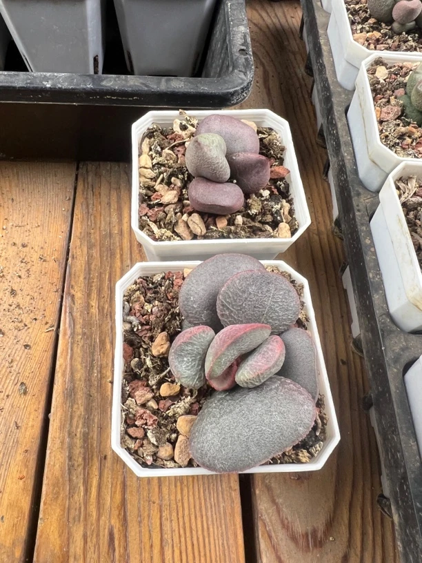 小无龙水泡多肉植物