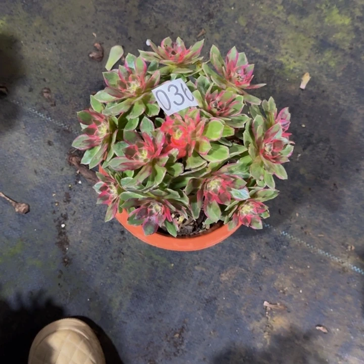 00000000036万花筒