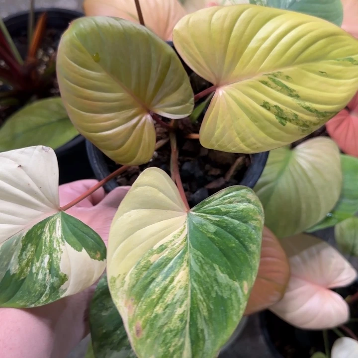 5-0104泰国发货千年健黄锦