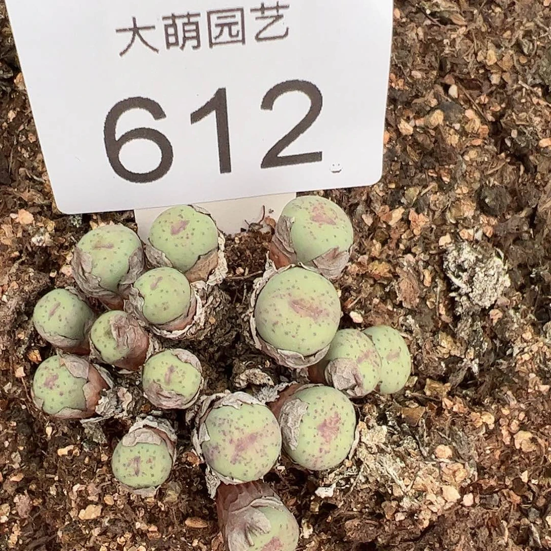 一物一拍脱土发。612