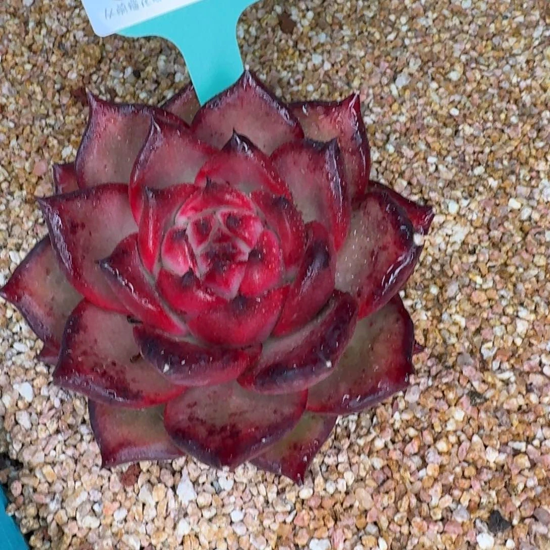 从前慢花园多肉植物0128-124量拍