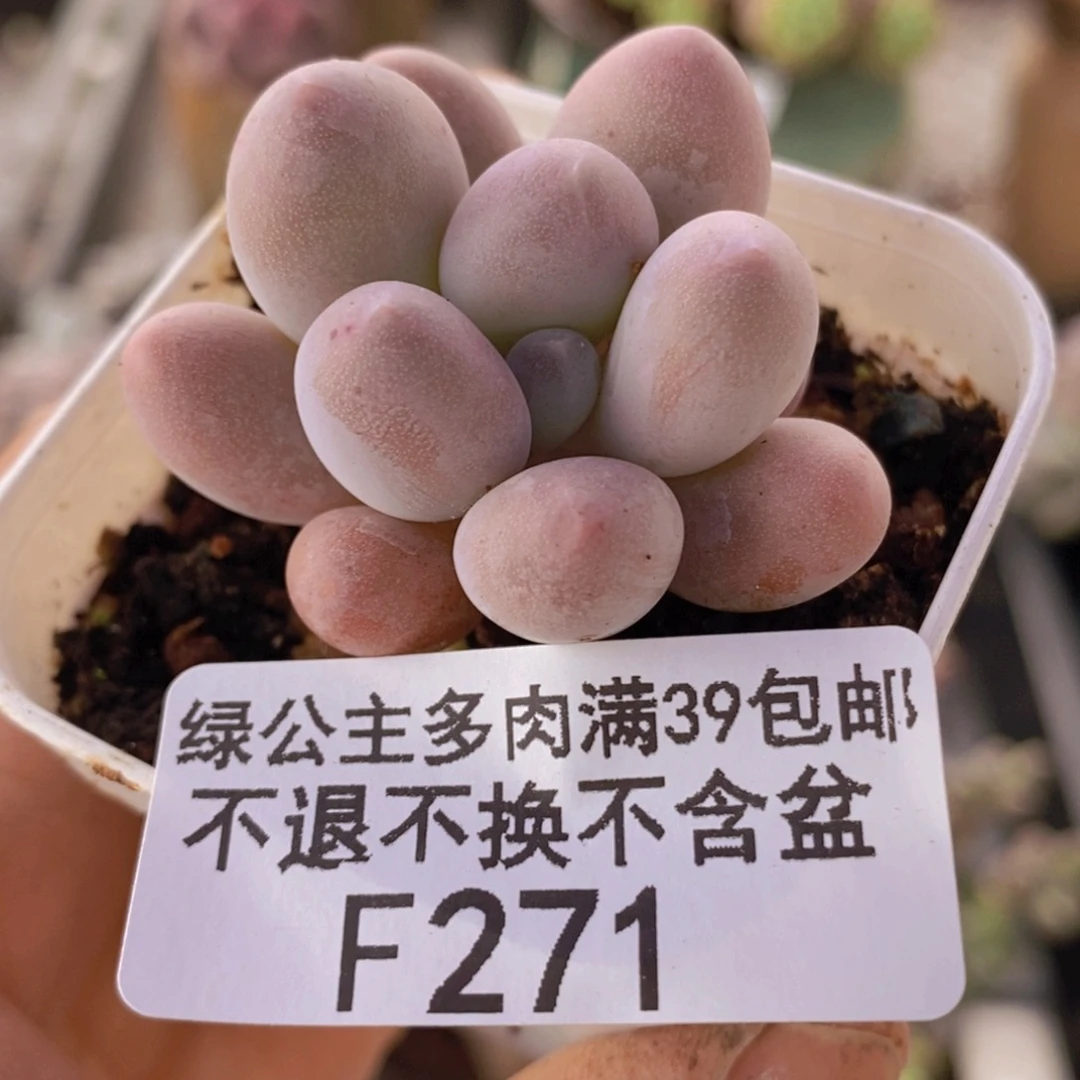 汤圆单头271多肉植物