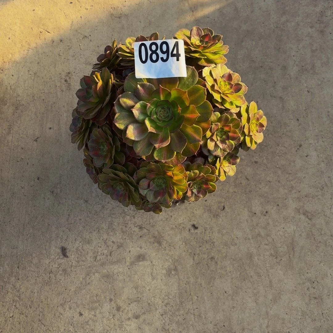 无花朵0894抹茶111111