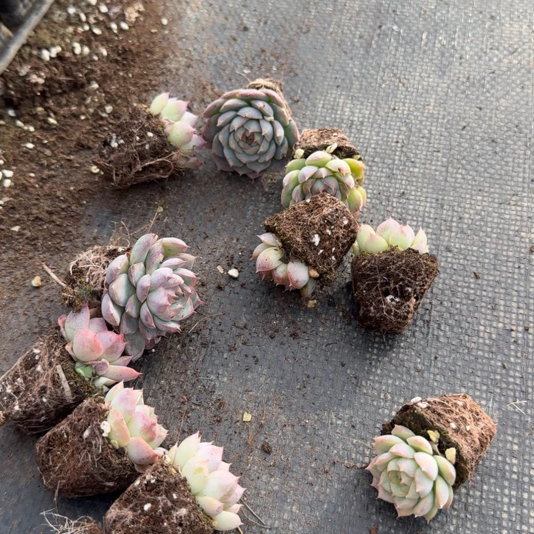 月影杂交白凤十棵量拍穴盘左八22-17