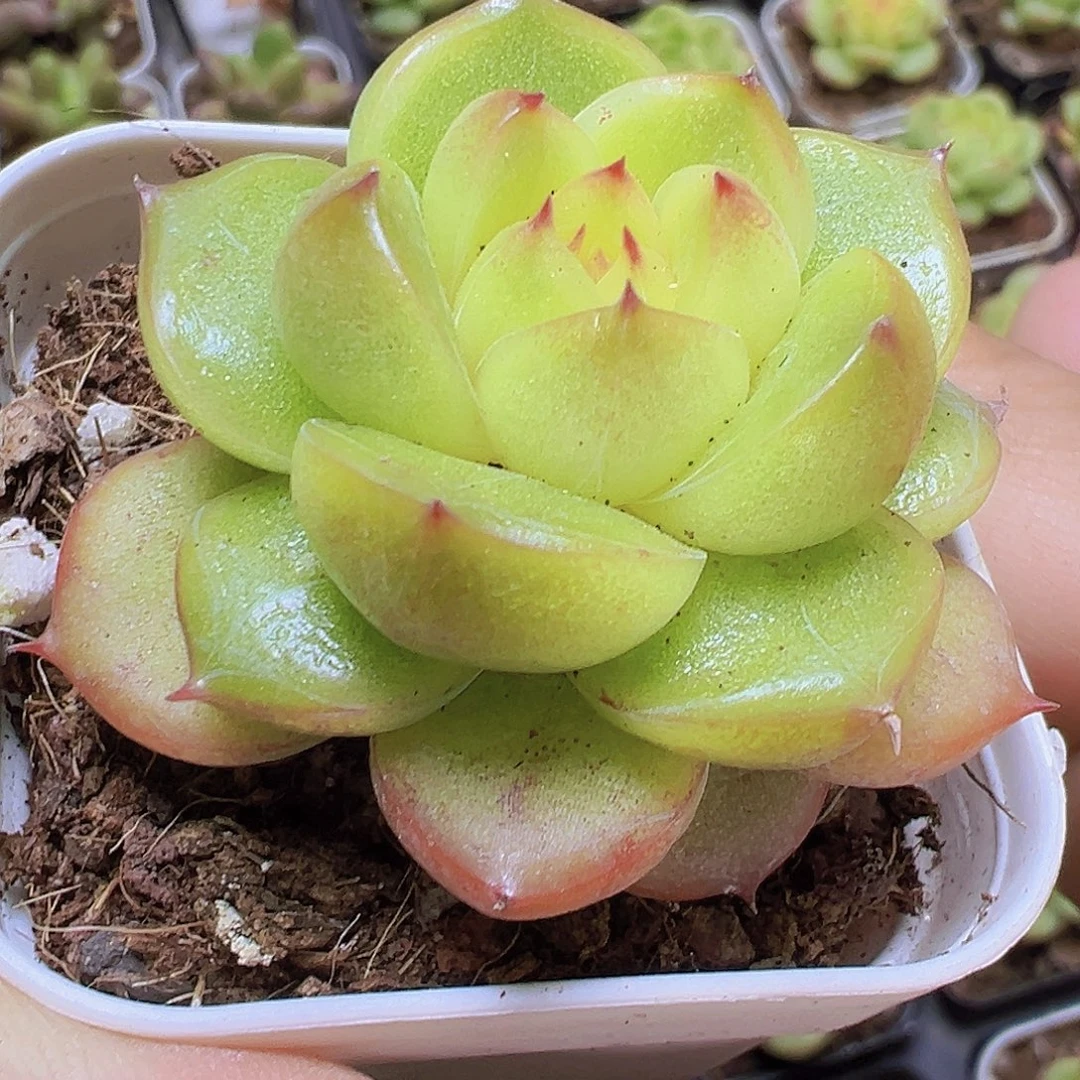 小精品明朗珍妮19包邮