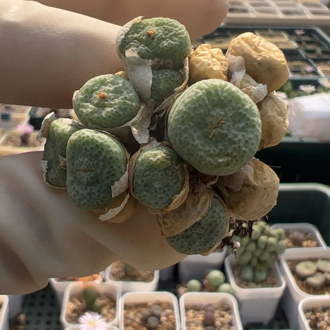 h465 好看的多肉冲冲冲