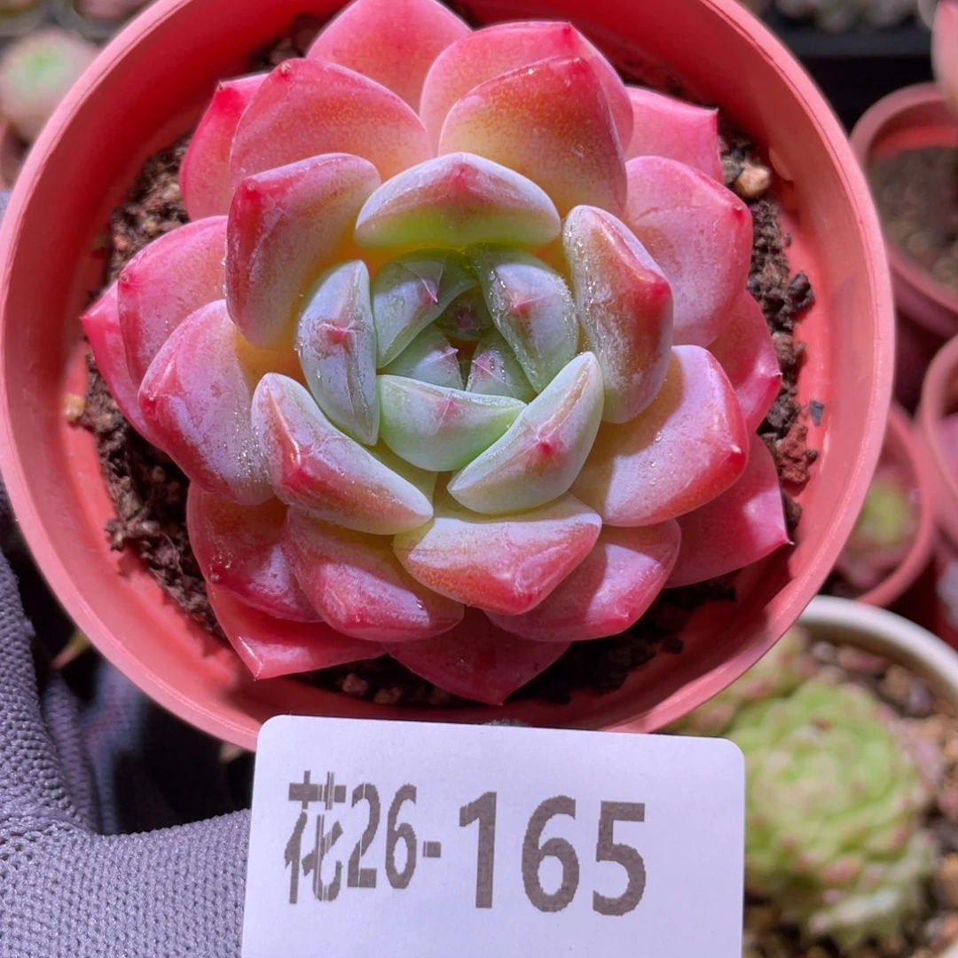 花利美26-165冰糖