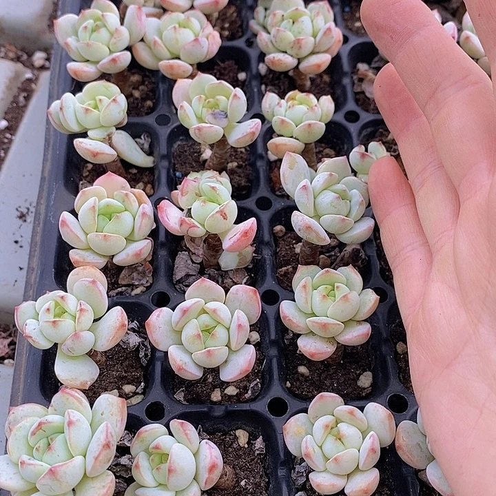 80 多肉植物盆栽花卉