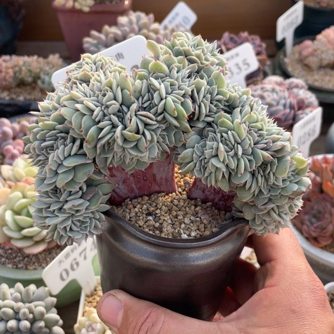 153雪域蓝光不带盆12厘米