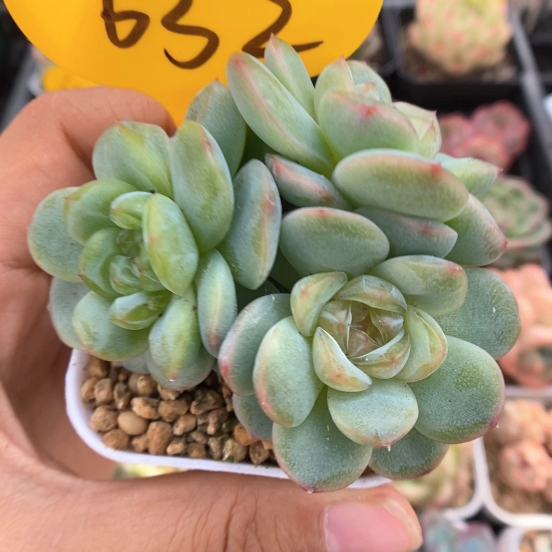 芙汐珍妮群生632号