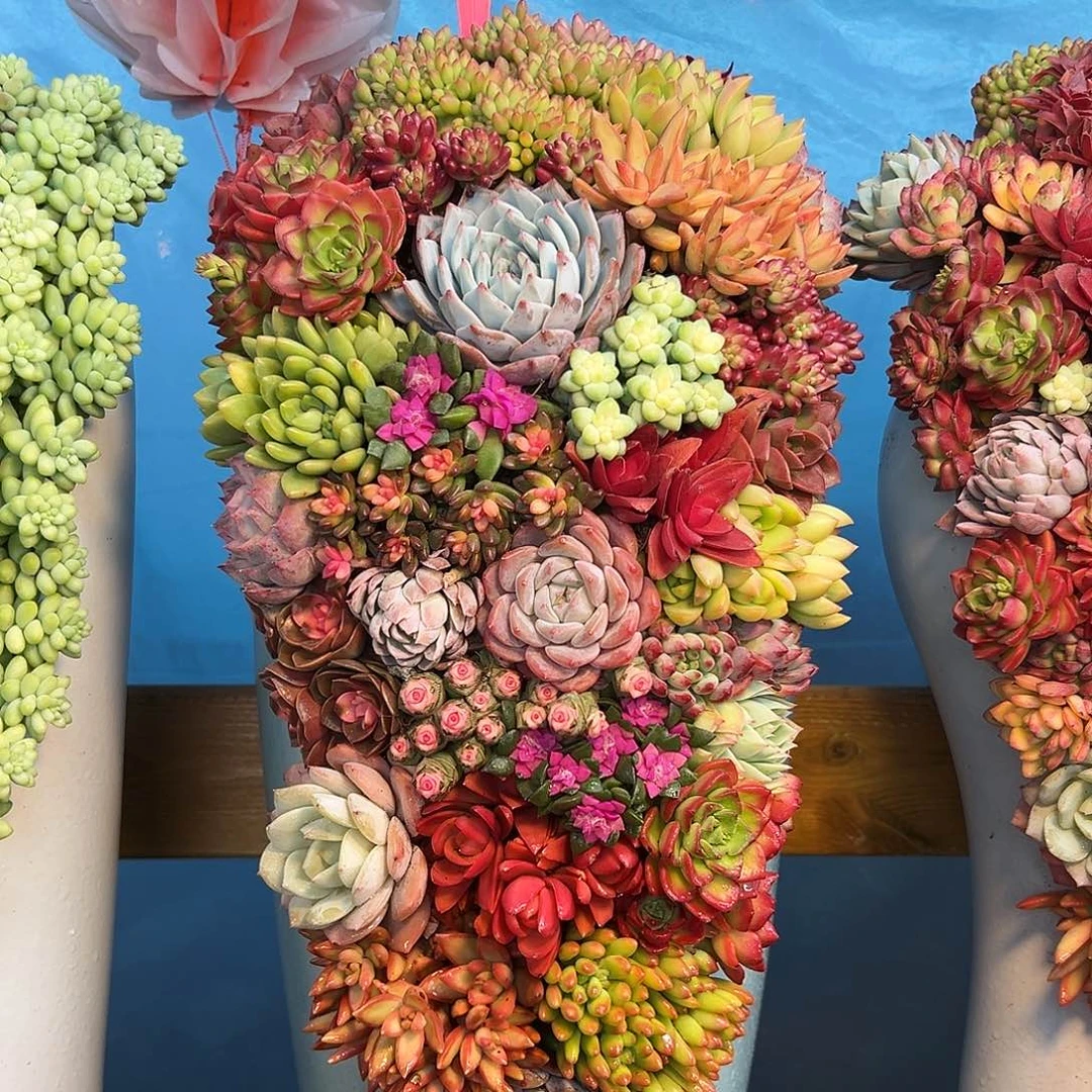 123福满堂多肉组合