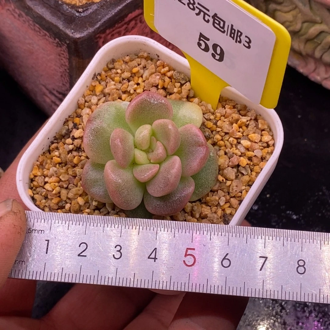 359冰玉石化单头带锦……