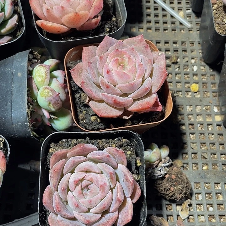 大纯爱带盆土发货