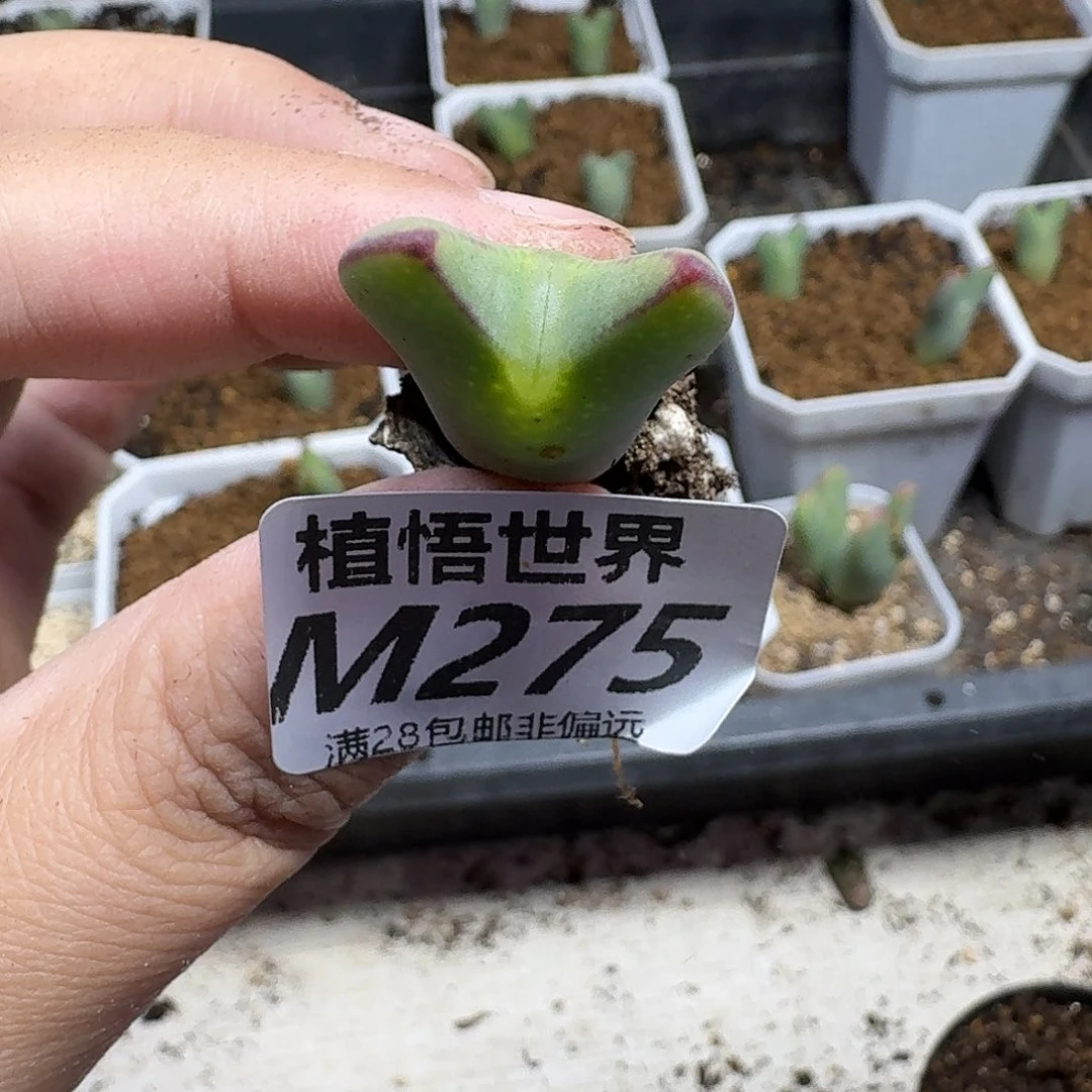 多肉植物的润泽fhnnlo