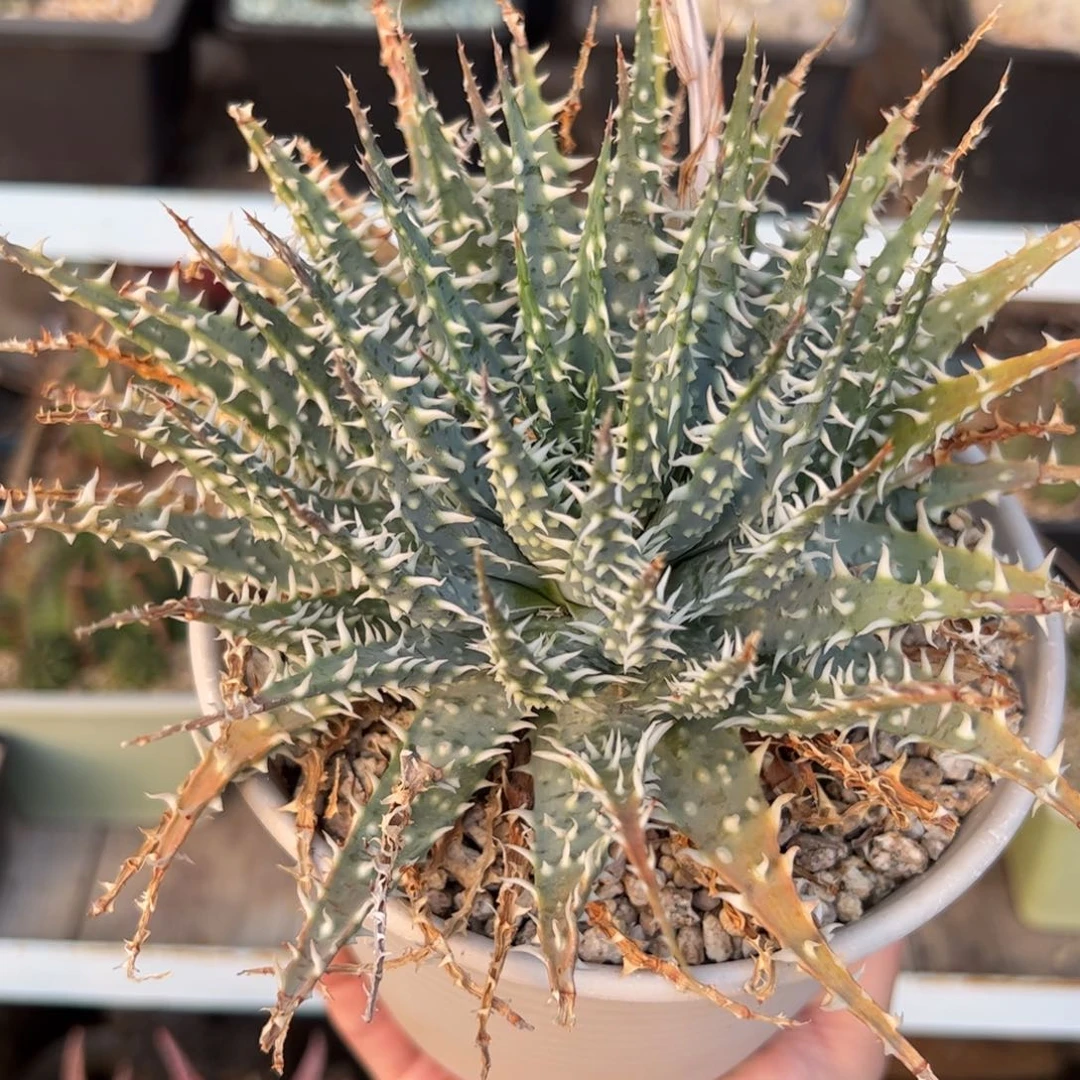 强刺帝王锦 脱土发货