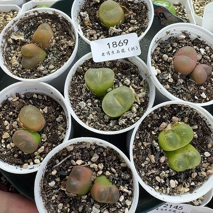 老马生石花双头彩毛1869
