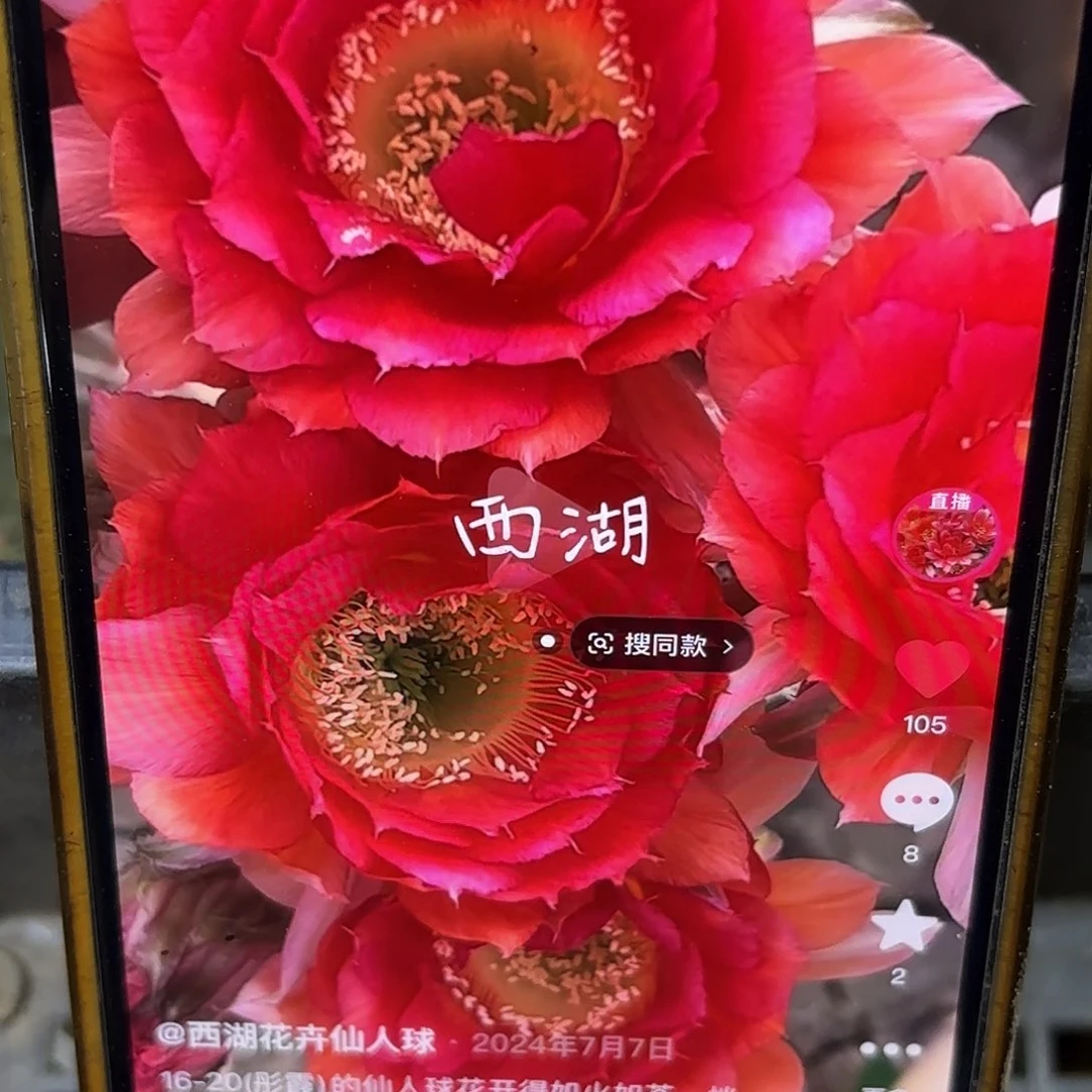 16-20彩侧牙20包邮3