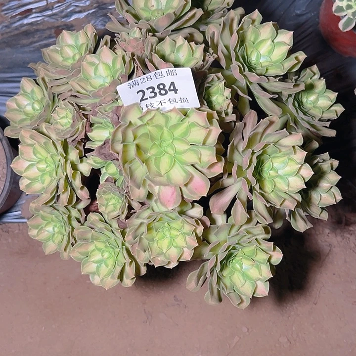 2384韶华多肉植物保护