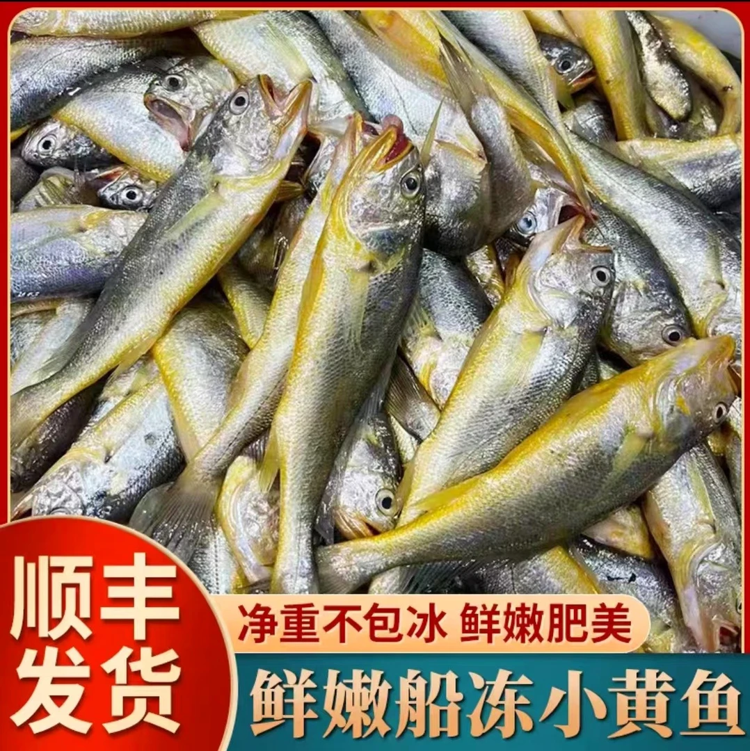 正宗东海小黄鱼深海捕捞黄花鱼