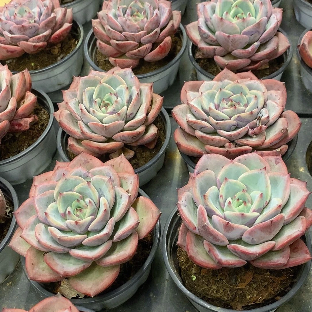 28。三文鱼。福利多多