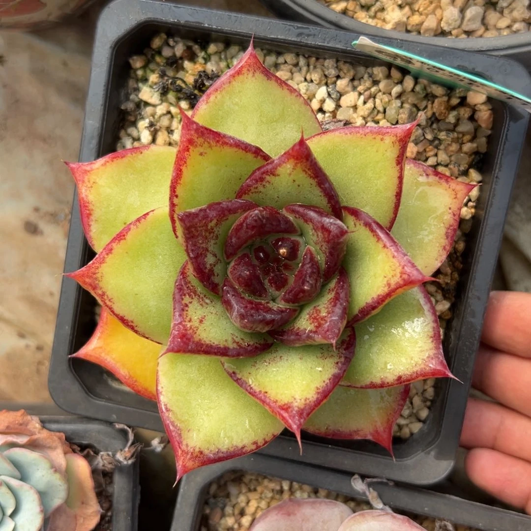 多肉一物一拍0218-116