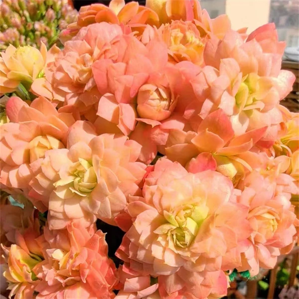 【葵花宝典 11cm盆】 重瓣大花