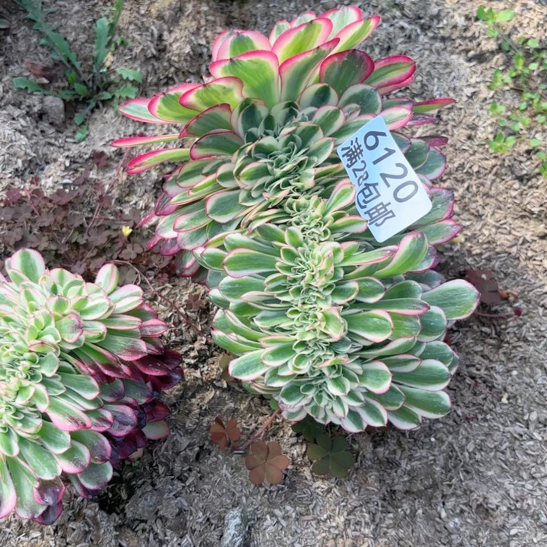 H. 6120清城最多肉