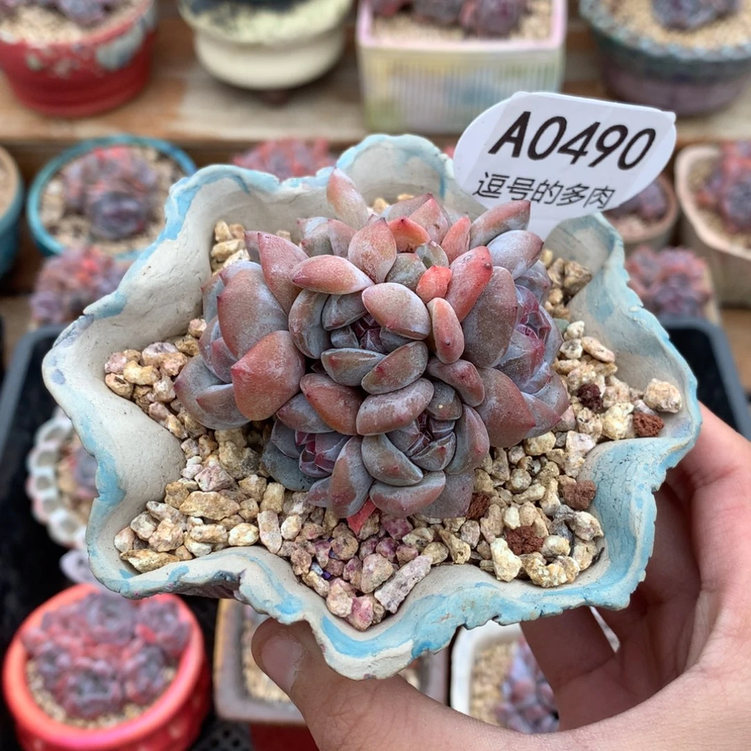 A0490 包子脸星影 9头有砍 7.5cm