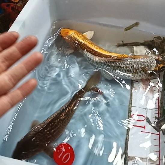 海水鱼锦鲤冷水鱼好养活